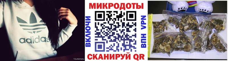 Псилоцибиновые грибы Psilocybine cubensis  закладка  Вихоревка 